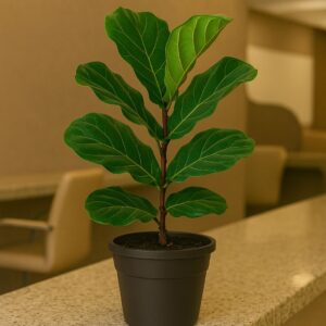 Ficus Lyrata