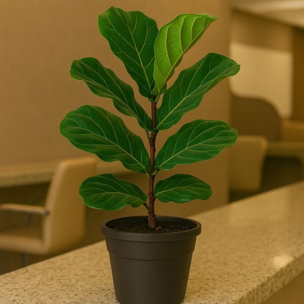 Ficus Lyrata
