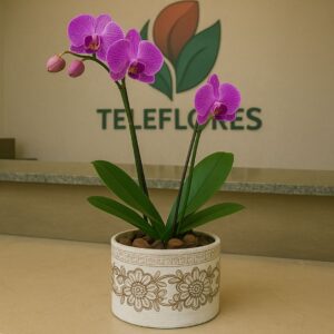 Box de Flores do Campo