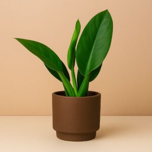 Plantas